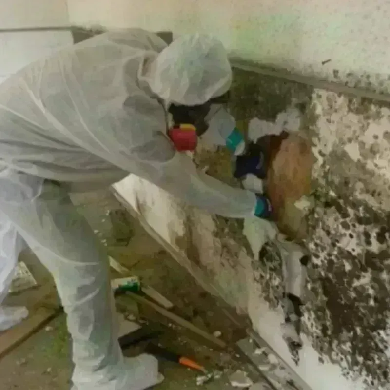 Mold Remediation and Removal in El Dorado County, CA